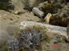 La Leona Petrified Forest /  Tree Trunk Fossils